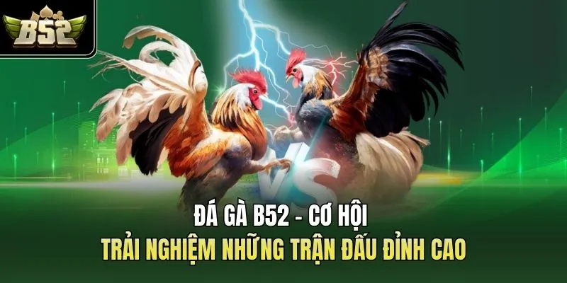 Đá Gà B52 - Cơ Hội Trải Nghiệm Những Trận Đấu Đỉnh Cao
